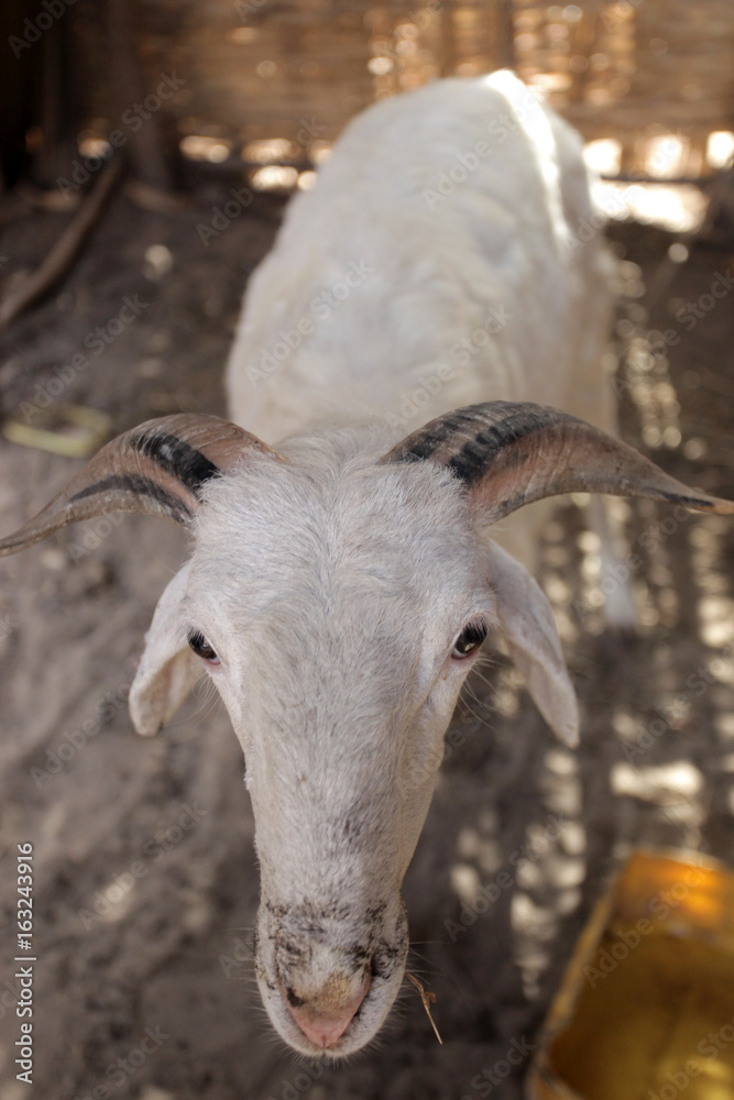 funny ram in African compound Stock Photo | Adobe Stock