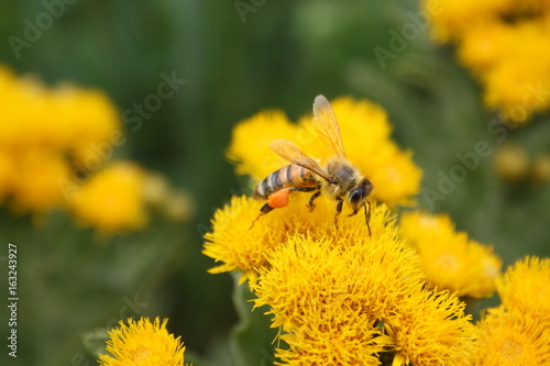 The bee collects the pollen on a yellow flower