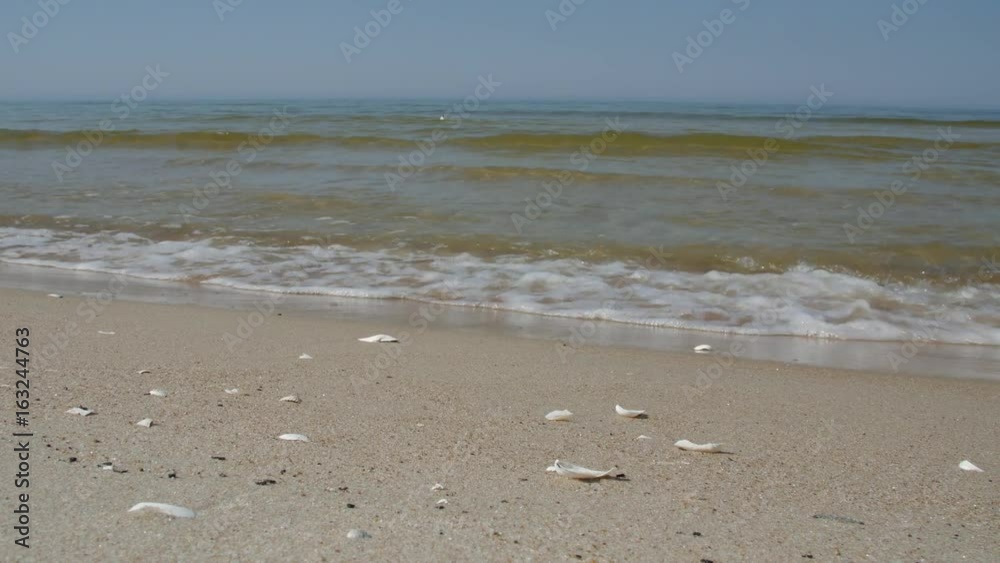 Baltic Sea shore with clean sand beach and shells at sunny summer day. Baltic Sea shore with clean sand beach and shells at sunny summer day.