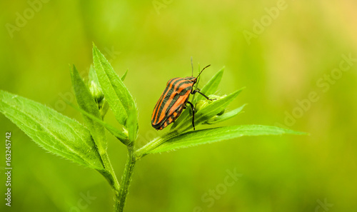 graphosoma lineatum bug  © Morar