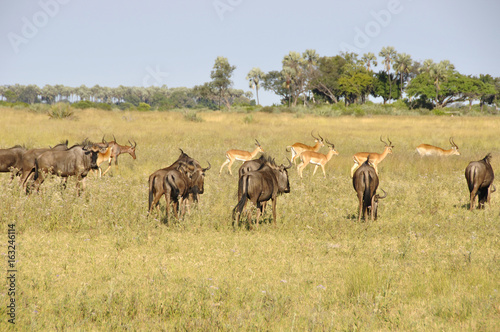 Fototapeta Naklejka Na Ścianę i Meble -  Botswana: Eine Gnu-Herde im Okavango-Delta 