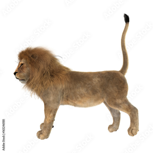 3D Rendering Male Lion on White © photosvac