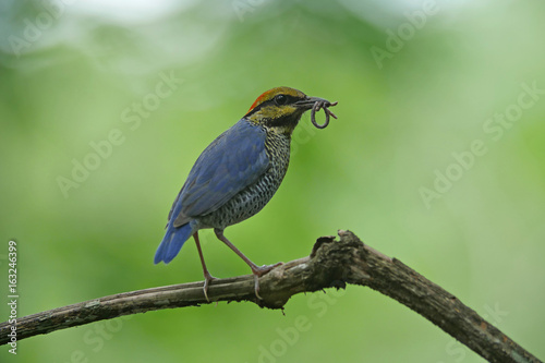 Blue pitta (Hydrornis cyaneus) on breeding season at Keang Krachan National Park, Thailand. photo