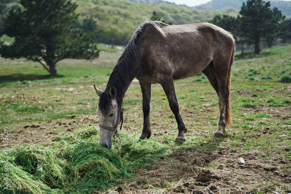 Naklejka premium Horses grazing in the mountains, fields, meadows, animals, livestock