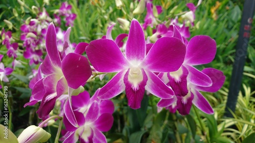 orchid © Hernando