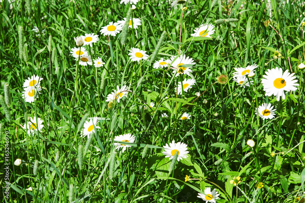 Fototapeta premium Summer landscape field of white daisies in the grass