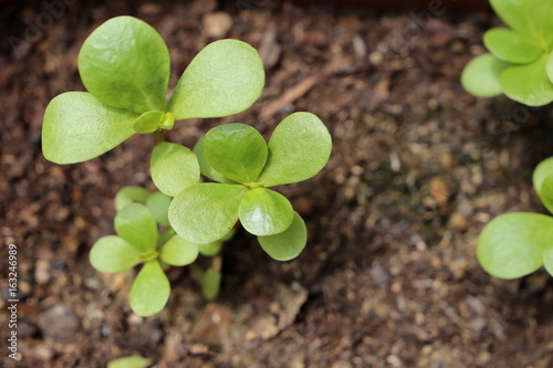 Portulaca growing in the garden