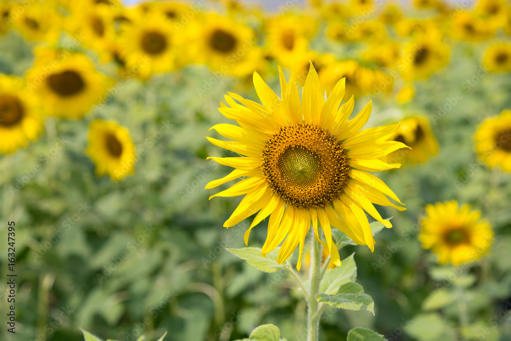 Landscape of Sunflowers garden or field. This flowers have abundant health benefits, improves skin health and promote cell regeneration. Background and copy space.