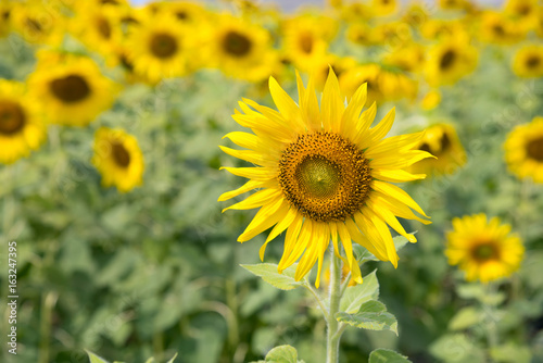 Landscape of Sunflowers garden or field. This flowers have abundant health benefits  improves skin health and promote cell regeneration. Background and copy space.