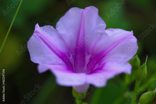 Purple morning glory flower blooming in the morning