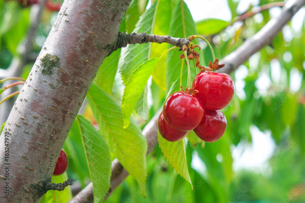Obraz premium Ripe cherries fruit on tree in orchard at summer.