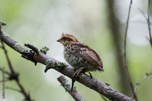 Hazel grouse baby sitting on branch of tree in forest. Cute little chick. Bird in wildlife.