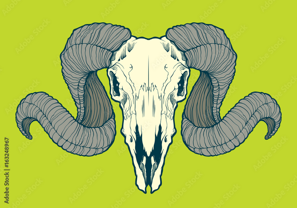 Naklejka premium Skull of ram with curved horns