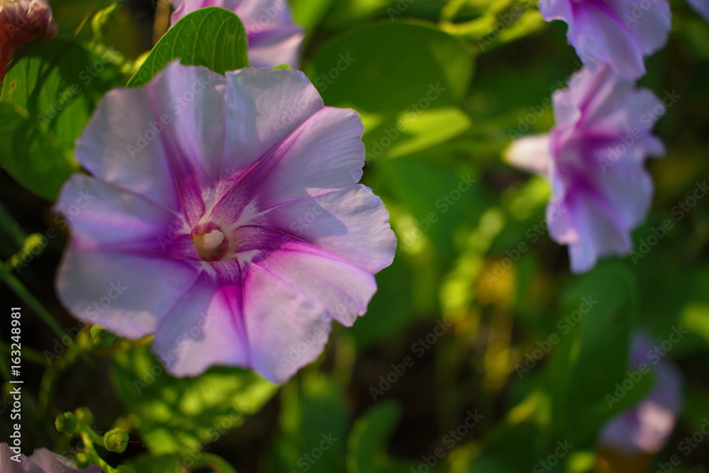 Purple morning glory flower blooming in the morning Purple morning glory flower blooming in the morning