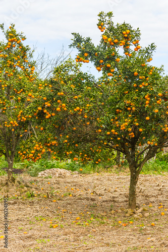 Tangerine tree in winter, Vale dos Vinhedos valley