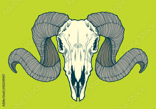 Skull of ram with curved horns