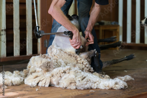 Hands of man sheaving wool from sheep - shearing sheep for wool in barn 