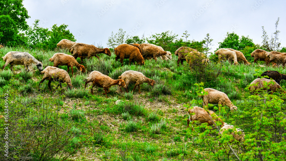 Obraz premium Sheep in the pasture