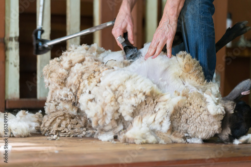 Hands of man sheaving wool from sheep - shearing sheep for wool in barn 