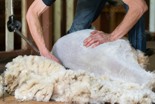 Hands of man sheaving wool from sheep - shearing sheep for wool in barn 
