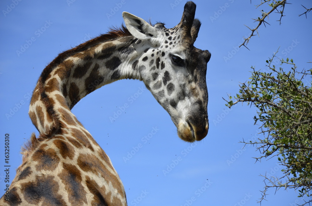 Obraz premium Wondering Giraffe