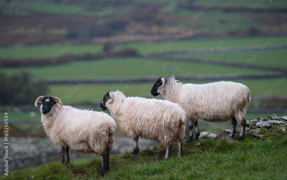 Fototapeta premium fluffy sheep overlooking green field meadows 