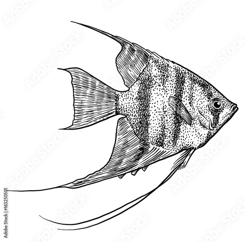 Angelfish illustration, drawing, engraving, ink, line art, vector