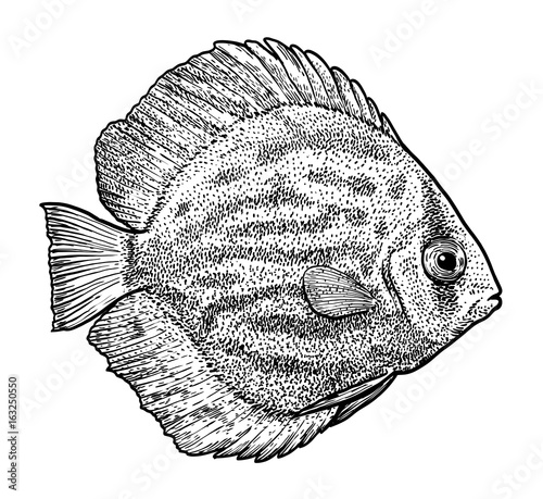 Discus fish illustration, drawing, engraving, ink, line art, vector