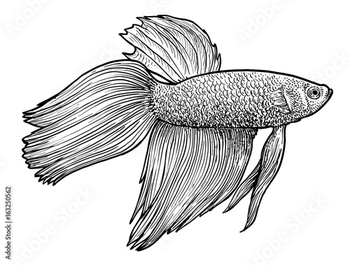 Siamese fighting fish illustration, drawing, engraving, ink, line art, vector