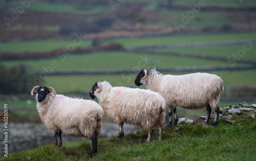  fluffy sheep overlooking green field meadows 