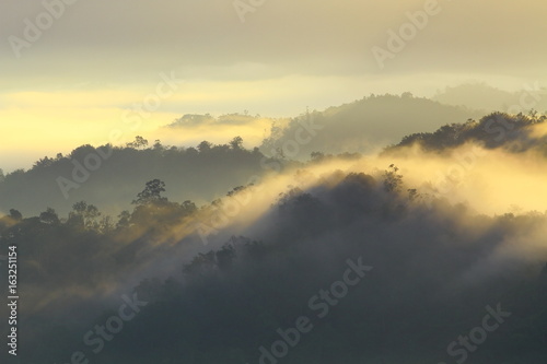 The amazing scenery of forest landscape during foggy sunrise somewhere in Sabah, North Borneo, Asia. 