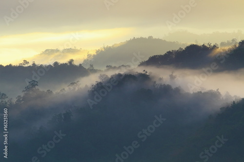 The amazing scenery of forest landscape during foggy sunrise somewhere in Sabah  North Borneo  Asia. 