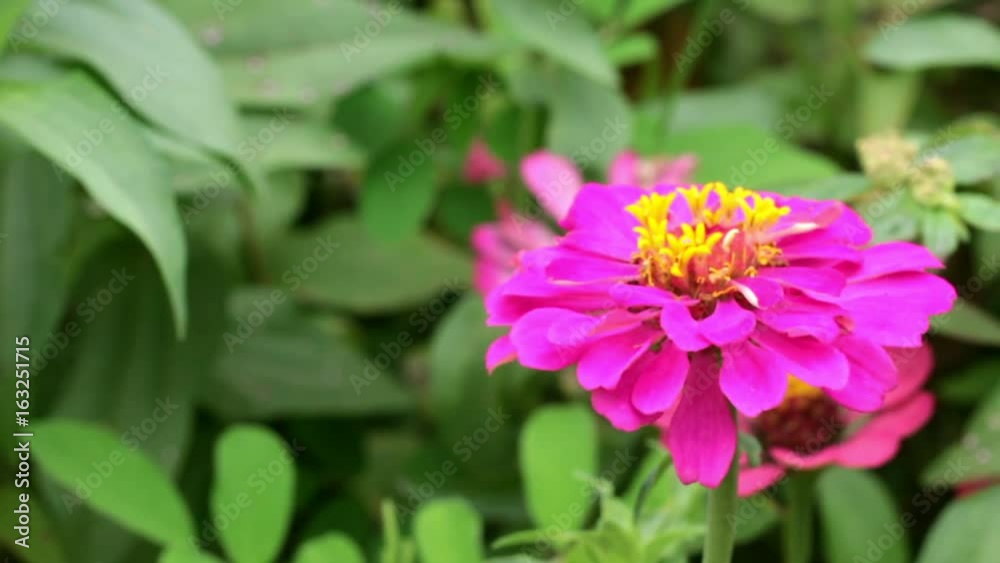 purple narrowleaf zinnia in the garden. purple narrowleaf zinnia in the garden.