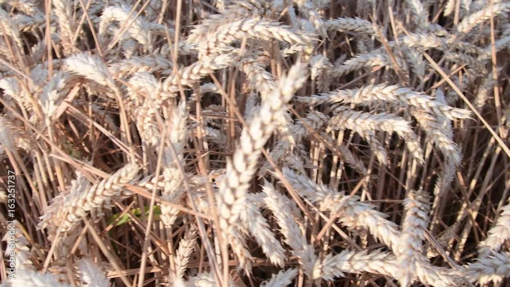 Panoramic view on a wheat field. Golden wheat field. Closeup Panoramic view on a wheat field. Golden wheat field. Closeup