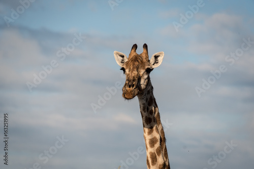 Giraffe head © Kate