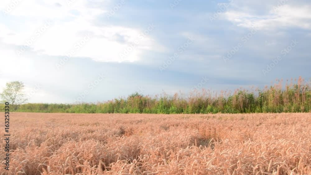 Panoramic view on a wheat field. Golden wheat field during sunset. Sundown on wheat field. Closeup Panoramic view on a wheat field. Golden wheat field during sunset. Sundown on wheat field. Closeup