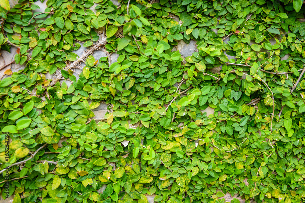 Fototapeta premium climbing plants on the wall background