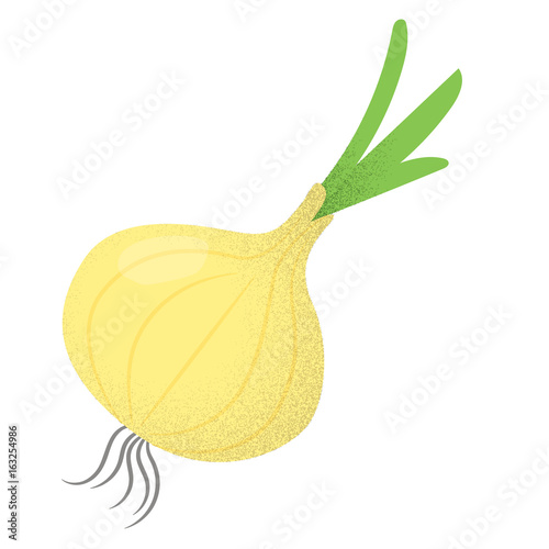 Fresh onion vector illustration 