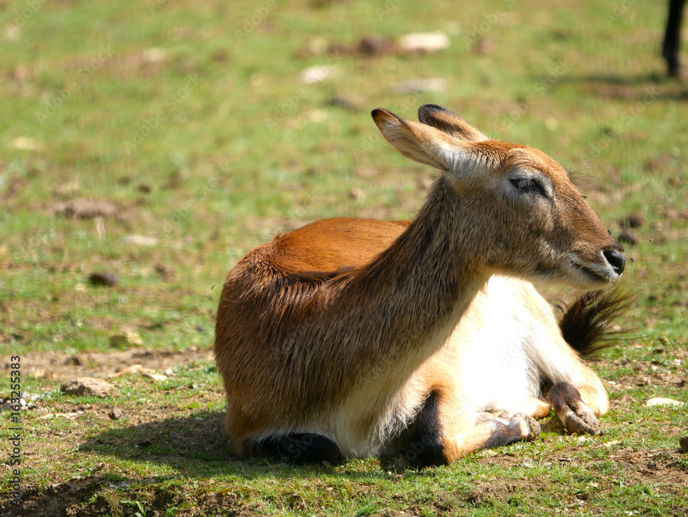 Biche Biche