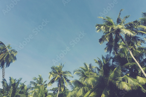 Summer time exotic tropical palm tree