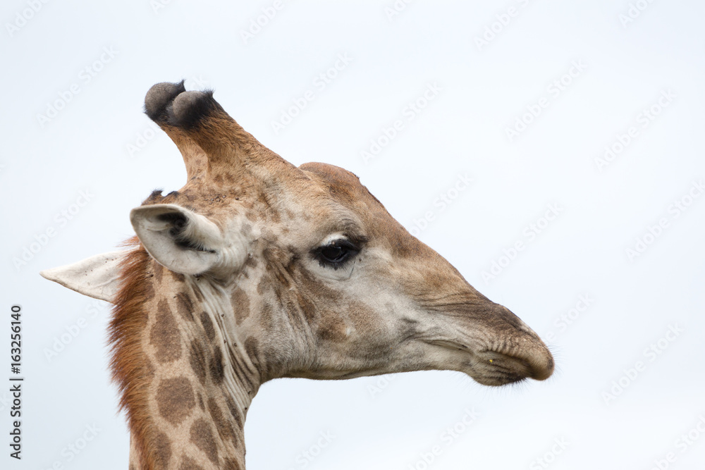 Obraz premium A portrait of a giraffe in the Zebra Hills private game reserve in Hluhluwe, South Africa.