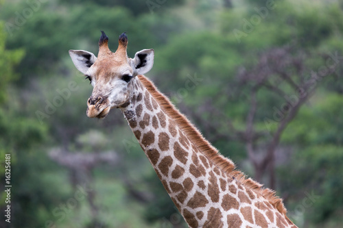 A portrait of a giraffe in the Zebra Hills private game reserve in Hluhluwe, South Africa.