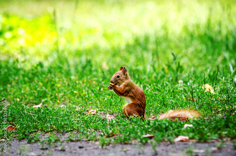 Fototapeta premium A red squirrel sits on the ground and gnaws a nut.