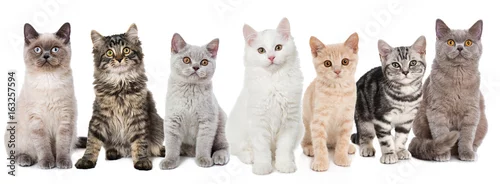 Obraz Verschiedene junge Katzen