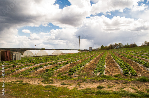 Agriculture farm, rows of Strawberry plants in a strawberry field