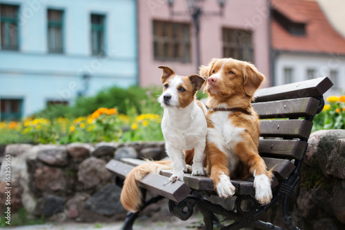 Fototapeta Naklejka Na Ścianę i Meble -  jack russell terrier and toller dogs posing on a bench together