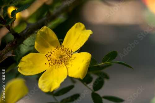 yellow flower tree close-up © Liubov