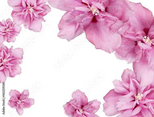 Hibiscus flowers on the white background.