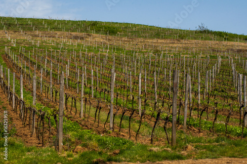 Vineyards in the spring. Preparing for the growth of grapes. Work on the vineyard. photo