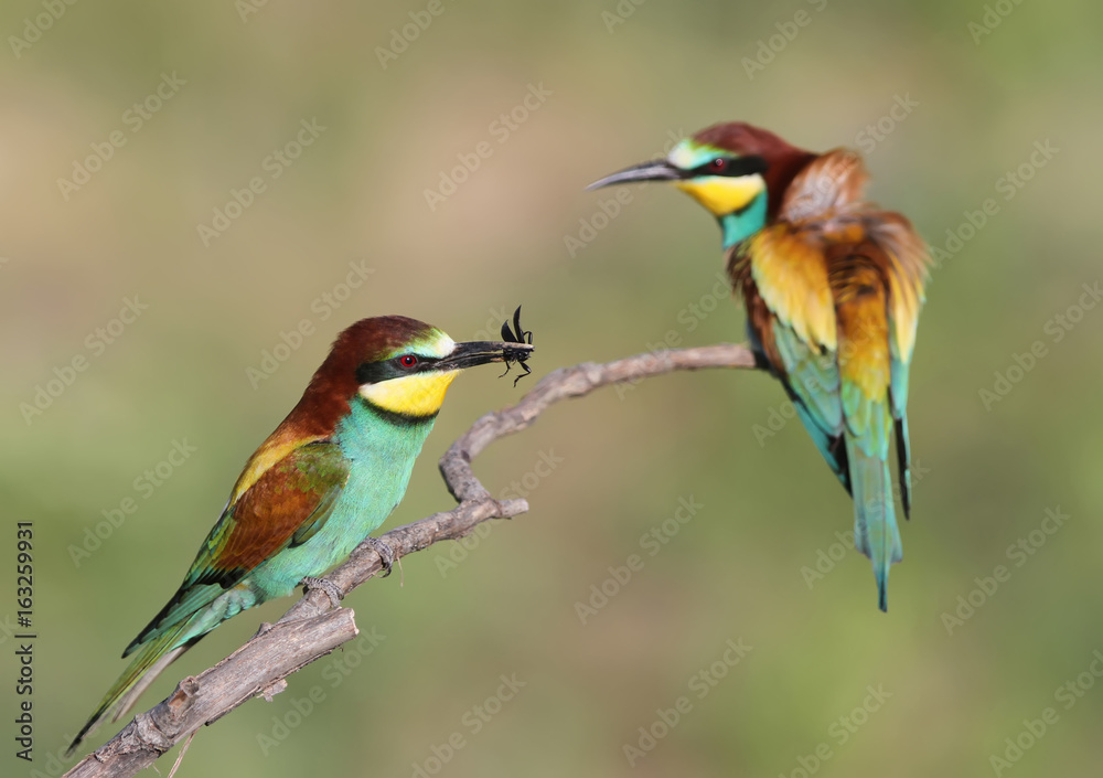 Bee eater couple Bee eater couple